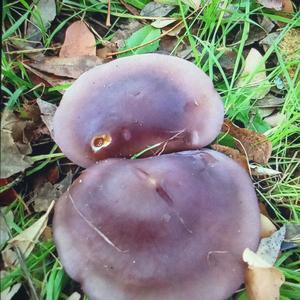 Wood Blewit