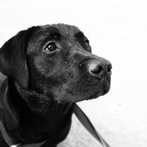 Unknown Breed