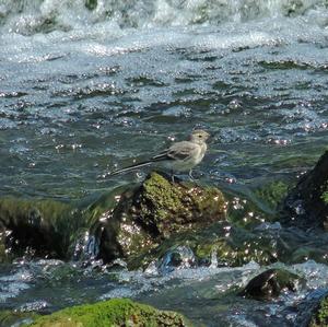 White Wagtail