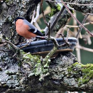 Eurasian Bullfinch