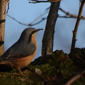 Wood Nuthatch