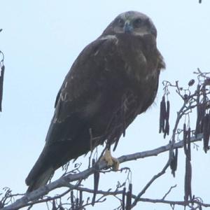 Western Marsh-harrier