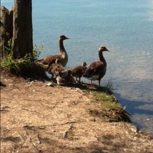 Greylag Goose