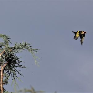 European Goldfinch