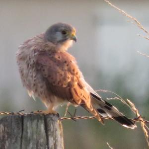 Common Kestrel