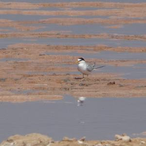 Little Tern