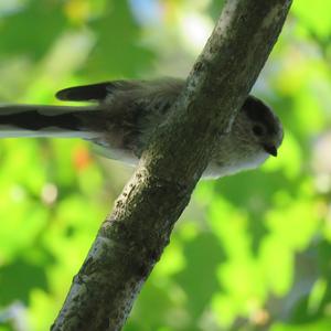 Long-tailed Tit