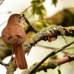 Common Nightingale