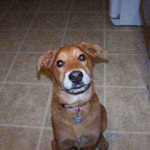 Unknown Breed