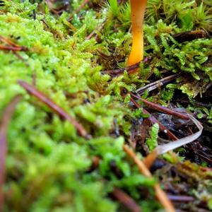 Trumpet Chanterelle