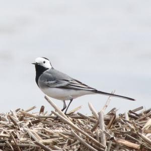 White Wagtail