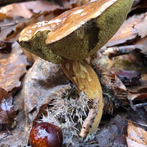 Bay Bolete