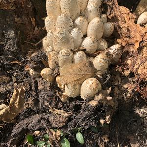 Shaggy Mane