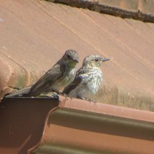 Spotted Flycatcher