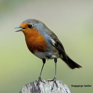 European Robin