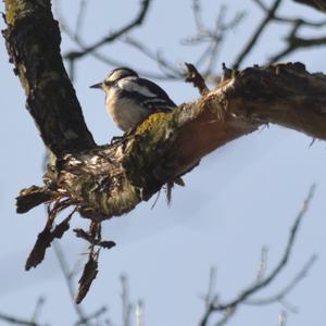 Great Spotted Woodpecker