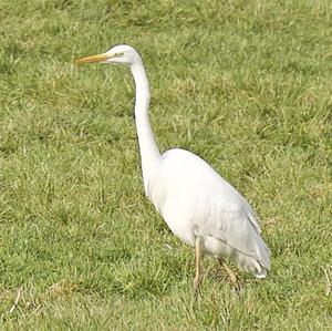 Great Egret