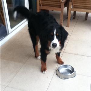 Bernese Mountain Dog