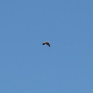 Eurasian Skylark