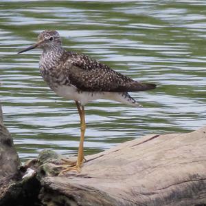 Lesser Yellowlegs