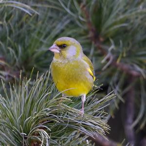 European Greenfinch