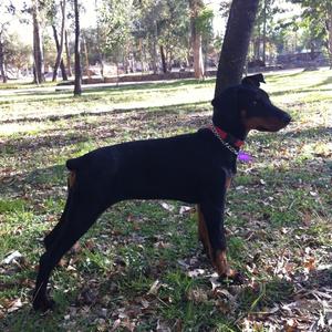 Doberman Pinscher