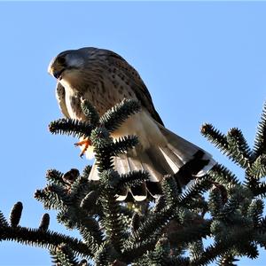 Common Kestrel