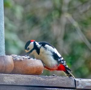 Great Spotted Woodpecker