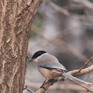 Azure-winged Magpie