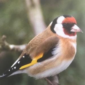 European Goldfinch