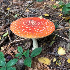 Fly Agaric