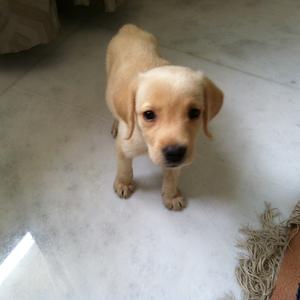 Retriever (Labrador)