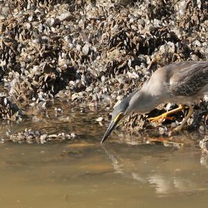 Striated Heron