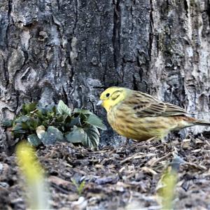 Yellowhammer