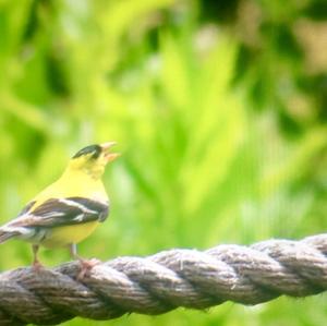 American Goldfinch