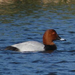 Common Pochard