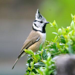 Crested Tit