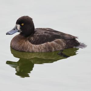 Tufted Duck