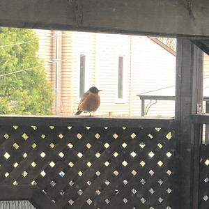 American Robin