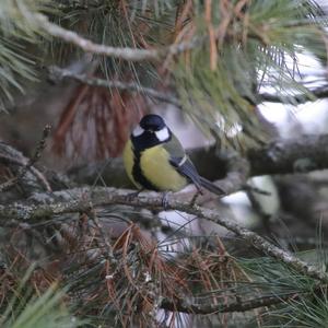 Great Tit