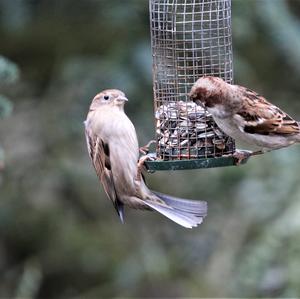 House Sparrow