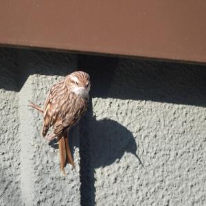 Eurasian Treecreeper