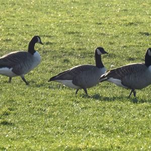 Canada Goose