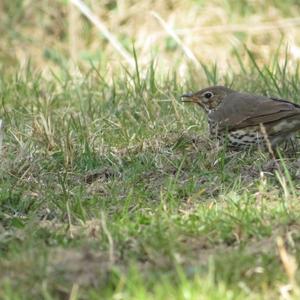 Song Thrush