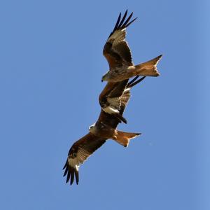 Red Kite