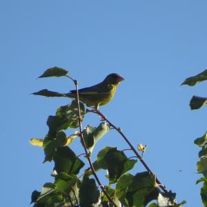 European Greenfinch