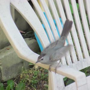 Grey Catbird