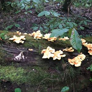 Chicken Mushroom