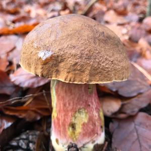 Scarlet-stemmed Bolete