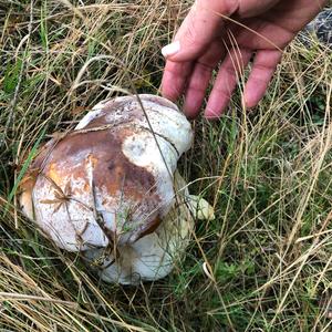 King Bolete